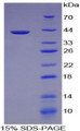 Figure 1. SDS-PAGE