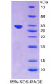 Figure 1. SDS-PAGE