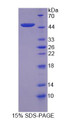 Figure 1. SDS-PAGE