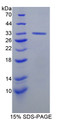 Figure 1. SDS-PAGE