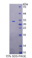 Figure 1. SDS-PAGE