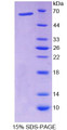 Figure 1. SDS-PAGE