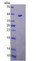 Figure 2. SDS-PAGE