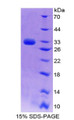 Figure 1. SDS-PAGE