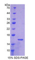 Figure 1. SDS-PAGE