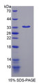 Figure 1. SDS-PAGE