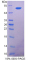 Figure 1. SDS-PAGE