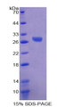 Figure 1. SDS-PAGE