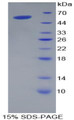 Figure 1. SDS-PAGE