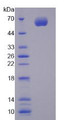 Figure 2. SDS-PAGE