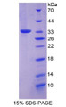 Figure 1. SDS-PAGE