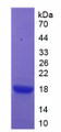 Figure 3. SDS-PAGE