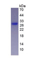 Figure 3. SDS-PAGE