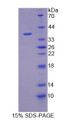 Figure 1. SDS-PAGE