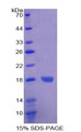 Figure 1. SDS-PAGE