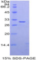 Figure 1. SDS-PAGE