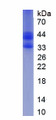 Figure 1. SDS-PAGE