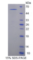 Figure 1. SDS-PAGE