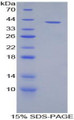 Figure 1. SDS-PAGE