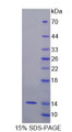 Figure 1. SDS-PAGE