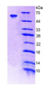 Figure 2. SDS-PAGE