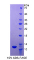 Figure 1. SDS-PAGE