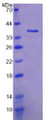 Figure 2. SDS-PAGE