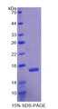 Figure 1. SDS-PAGE