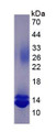 Figure 3. SDS-PAGE