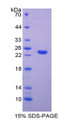 Figure 1. SDS-PAGE