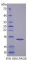 Figure 1. SDS-PAGE