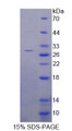 Figure 1. SDS-PAGE