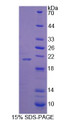 Figure 1. SDS-PAGE