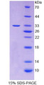 Figure 1. SDS-PAGE