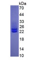 Figure 3. SDS-PAGE