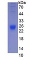 Mouse Interleukin 2 (IL2), Active Protein, Cat#RPU54751