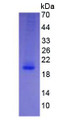 Figure 3. SDS-PAGE