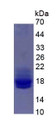 Figure 3. SDS-PAGE