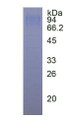 Figure 3. SDS-PAGE