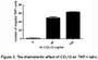 CCL13 (C-C motif chemokine 13) is a chemotactic factor that attracts monocytes, lymphocytes, basophils and eosinophils, which belongs to the CC chemokine subfamily. It has been reported that CCL13 can induce chemotactic migration of THP-1 cells. Therefore, chemotaxis assay used 24-well microchemotaxis system was undertaken to detect the chemotactic effect of CCL13 on the human monocytic cell line THP-1. Briefly, THP-1 cells were seeded into the upper chambers (100µL cell suspension, 106 cells/mL in RPMI 1640 with 0.5% FBS) and CCL13 (50ng/mL and 100ng/mL diluted separately in serum free RPMI 1640) was added in lower chamber with a polycarbonate filter (8µm pore size) used to separate the Two compartments. After incubation at 37oC with 5% CO2 for 3h, the filter was removed, then cells in low chamber were observed by inverted microscope at low magnification (×100) and the number of migrated cells were counted at high magnification (×400) randomly (five fields for each filter). Result: CCL13 is able to induce migration of THP-1 cells. The migrated THP-1 cells in low chamber at low magnification (×100) were shown in Figure 1. Five fields of each chamber were randomly chosen to count the migrated cells at high magnification (×400) and the statistical data was shown in Figure 2.