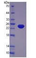 Mouse Tumor Necrosis Factor Alpha (TNFa), Active Protein, Cat#RPU54793