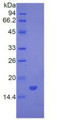 Figure 3. SDS-PAGE