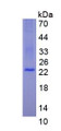 Figure 3. SDS-PAGE