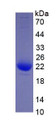 Figure 3. SDS-PAGE