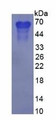 Human Osteopontin (OPN), Active Protein, Cat#RPU54834