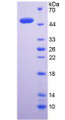 Figure 1. SDS-PAGE