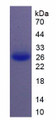 Figure 3. SDS-PAGE