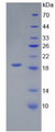 Figure 3. SDS-PAGE