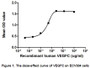 Vascular endothelial growth factor C (VEGFC) is a protein that is a member of the platelet-derived growth factor/vascular endothelial growth factor (PDGF/VEGF) family. It plays key roles in the physiology and pathology of many aspects of the cardiovascular system, including vasculogenesis, hematopoiesis, angiogenesis and vascular permeability. To test the effect of VEGFC on cell proliferation of ECV304 endothelium cell line, cells were seeded into triplicate wells of 96-well plates at a density of 2,000cells/well and allowed to attach overnight, then the medium was replaced with serum-free standard DMEM prior to the addition of various concentrations of VEGFC. After incubated for 72h, cells were observed by inverted microscope and cell proliferation was measured by Cell Counting Kit-8 (CCK-8). Briefly, 10µL of CCK-8 solution was added to each well of the plate, then measure the absorbance at 450nm using a microplate reader after incubating the plate for 1-4 hours at 37°C. The dose-effect curve of VEGFC was shown in Figure 1. It was obvious that VEGFC significantly promoted cell proliferation of ECV304 cells. The ED50 for this effect is typically 0.304 to 1.339µg/mL.