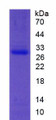 Figure 3. SDS-PAGE